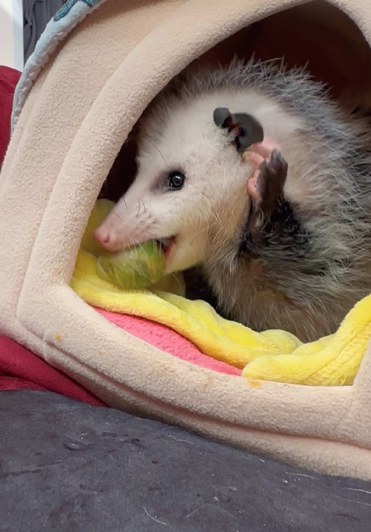 @GladysOpossum