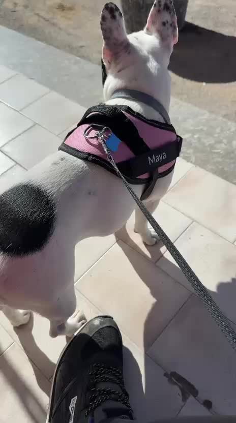 @Nelly🩷Maya🐶