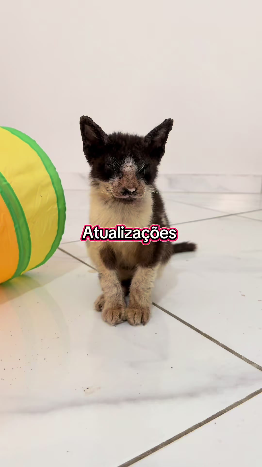 @ogatorenatinho