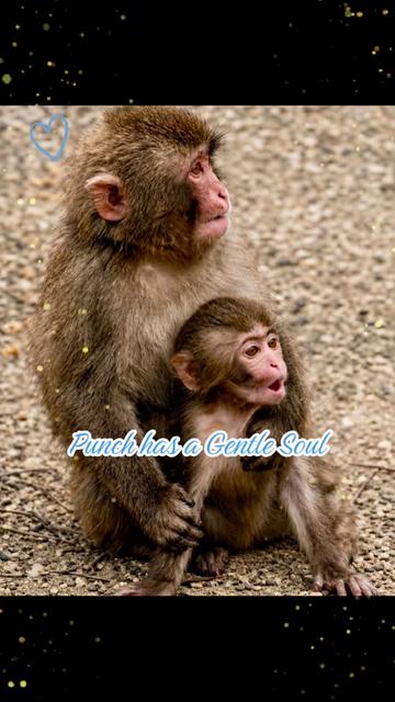 @𝓢𝓷𝓲𝓬𝓴𝓼 🐒