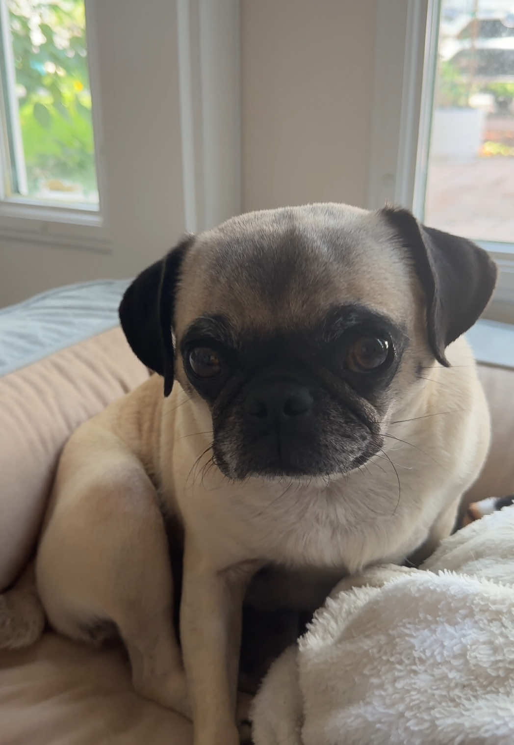 @sassypuggy