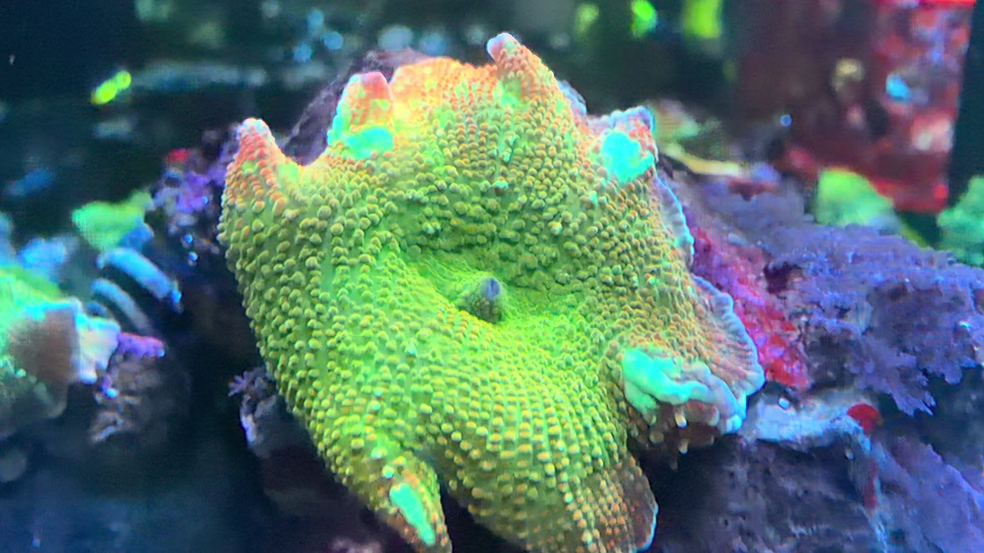 @Inner_Circle_Reefing