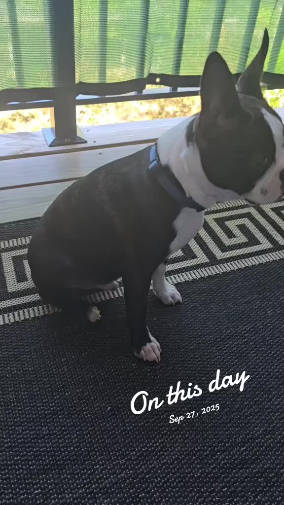 @Sir Leo the Terrier