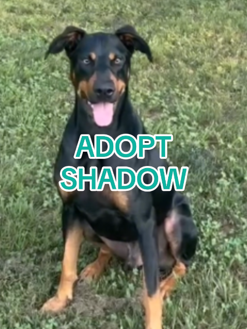 @Adopt a Pet