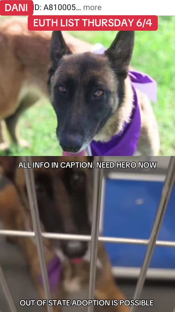 @@rescuedogs911