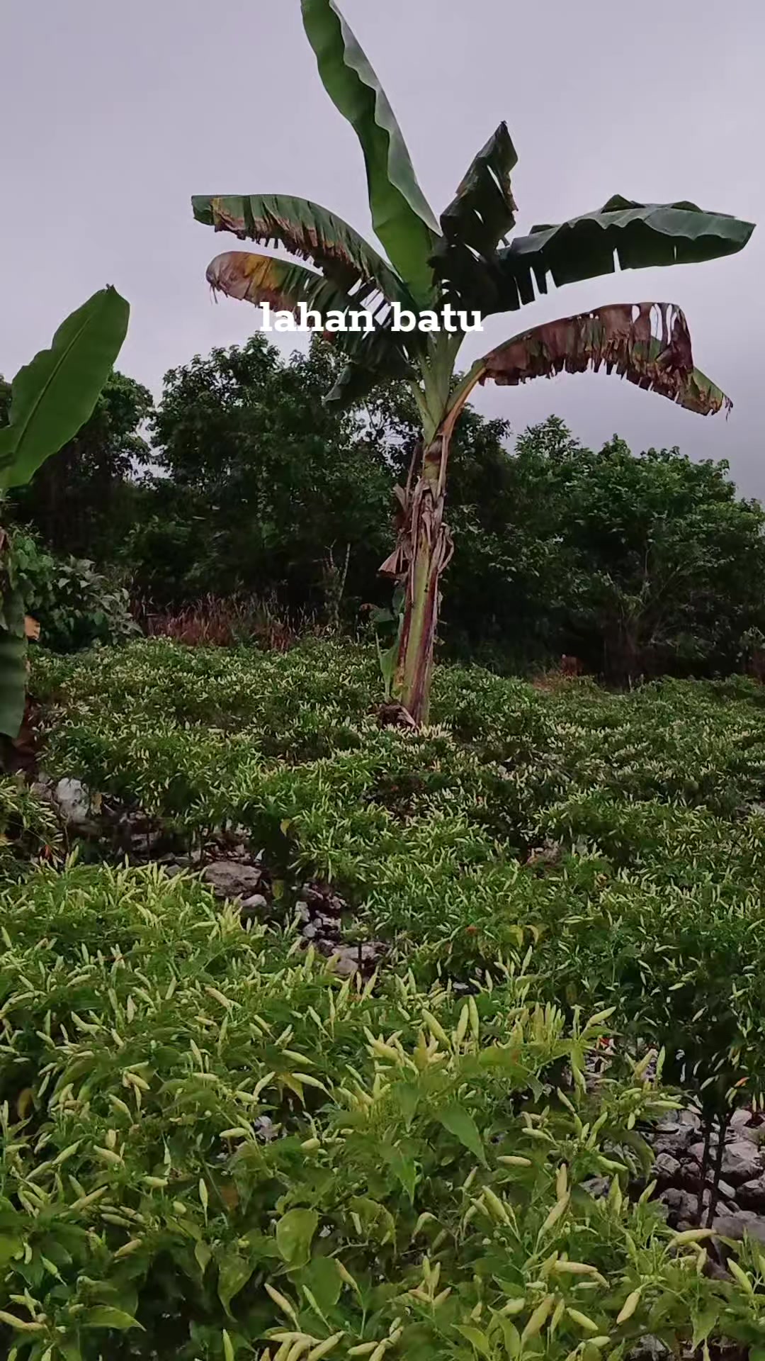 @Rica pala.333