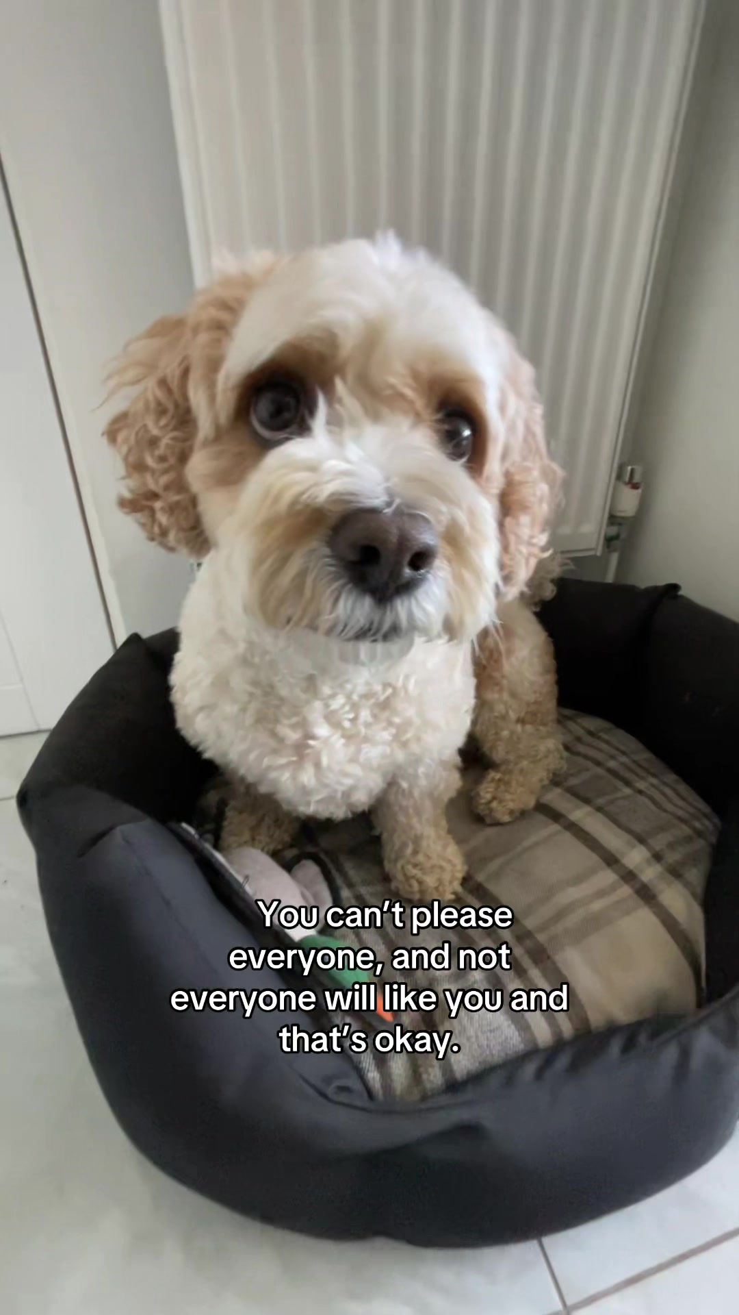 @My Cavachon