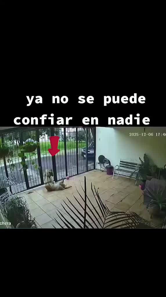 @picadientes de caborca