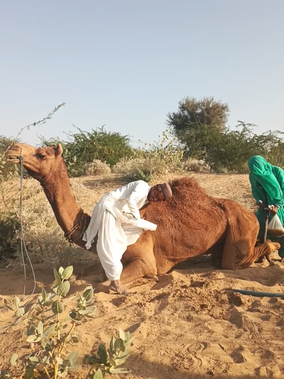 @Animals of desert