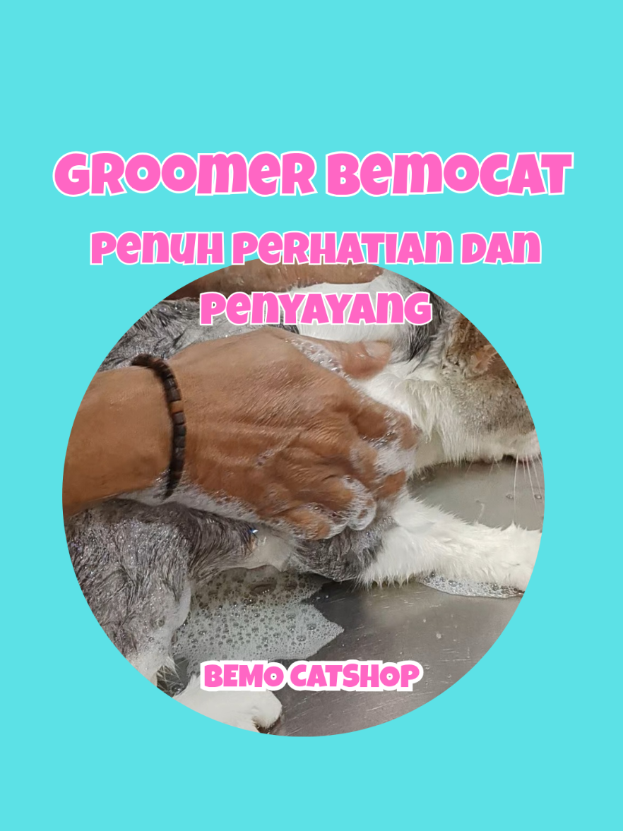 @Bemo Catshop