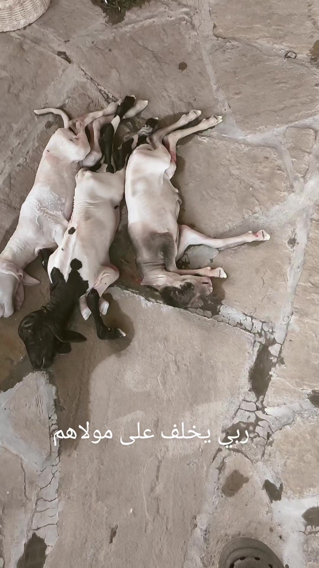 @طبيب بيطري و أفتخر
