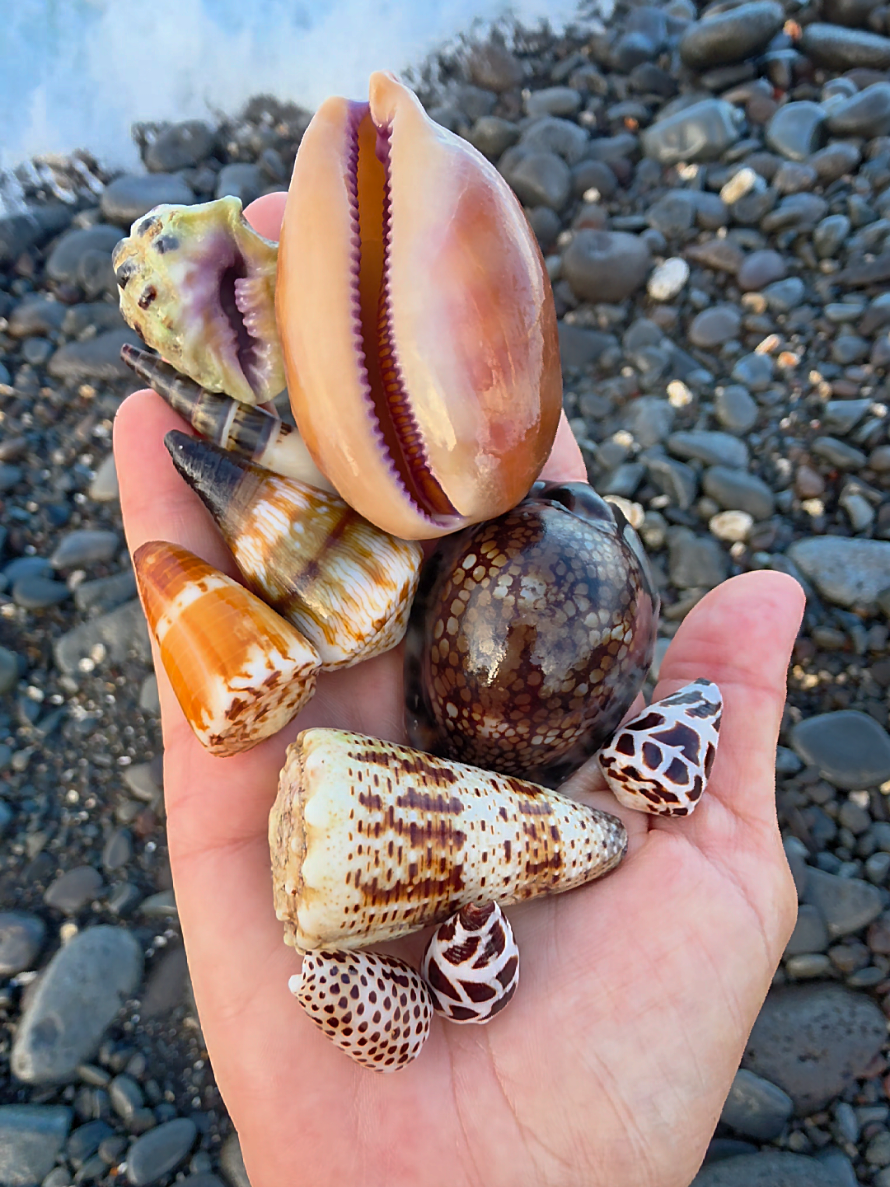 @Noe ๐ Shells