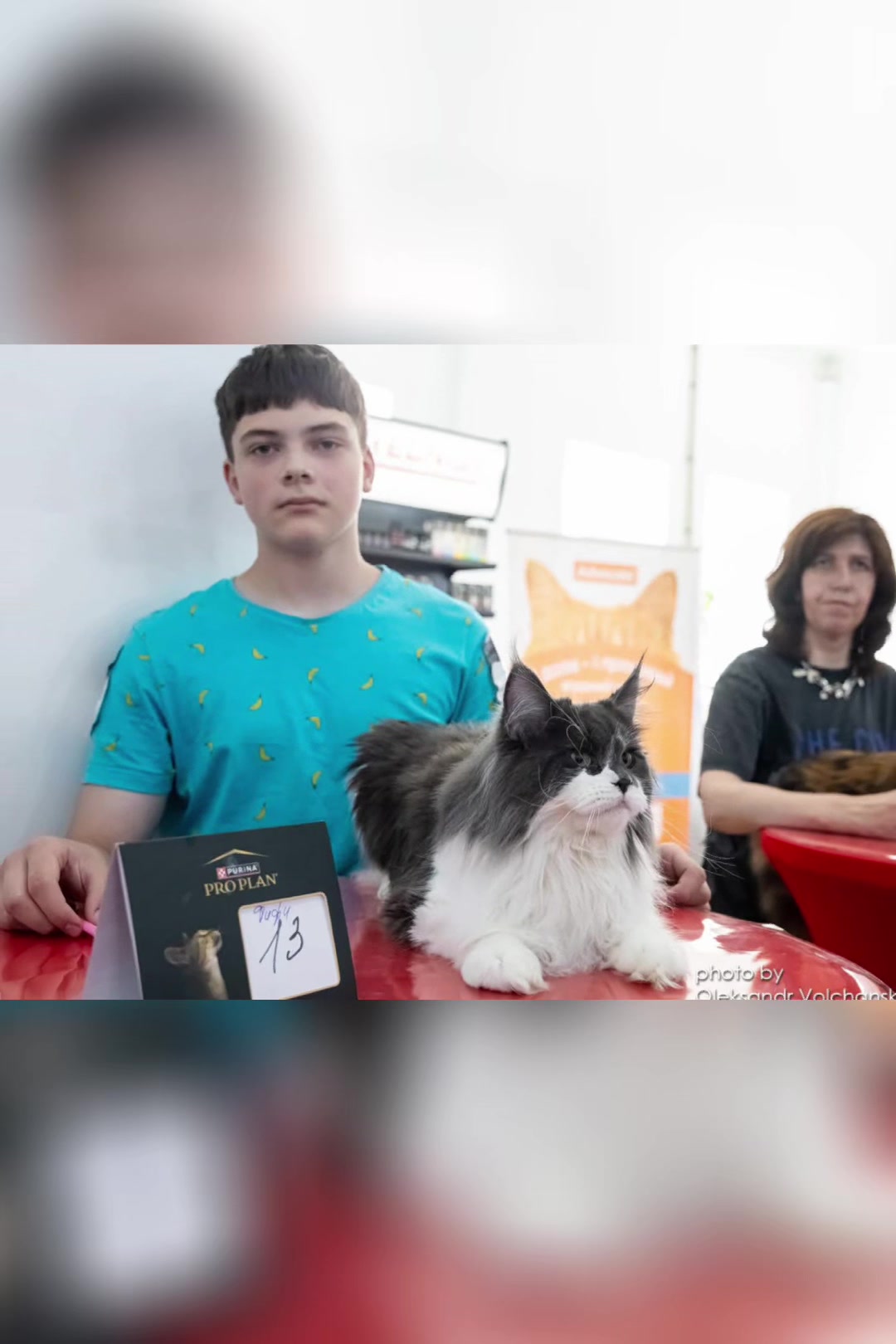 @PARAKENTOS*UA Maine coon