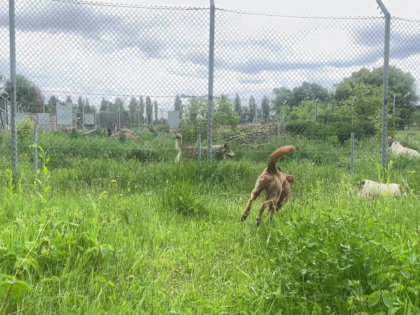 @Whiterock.savewildfund