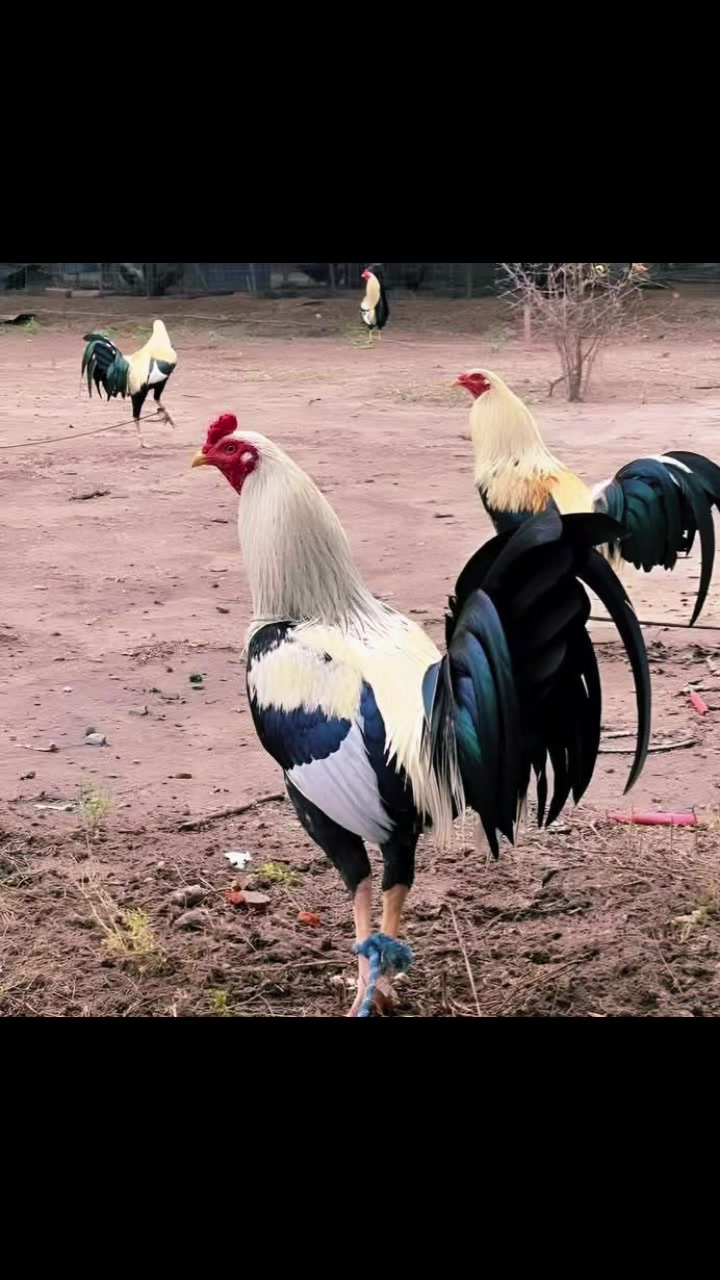 @Quốc Bảo ( baosting)