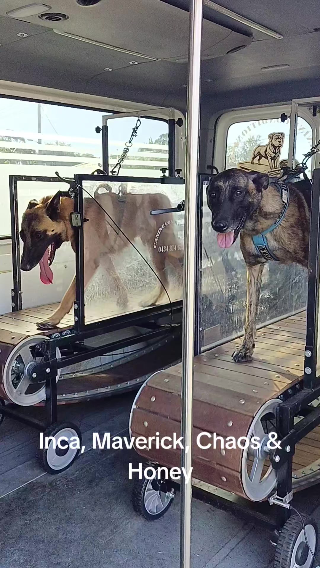 @Canine Conditioning