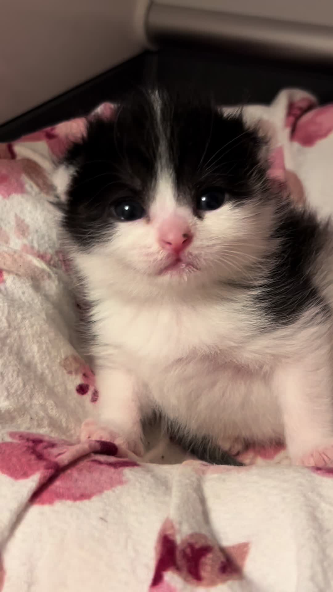 @Kitten.mama