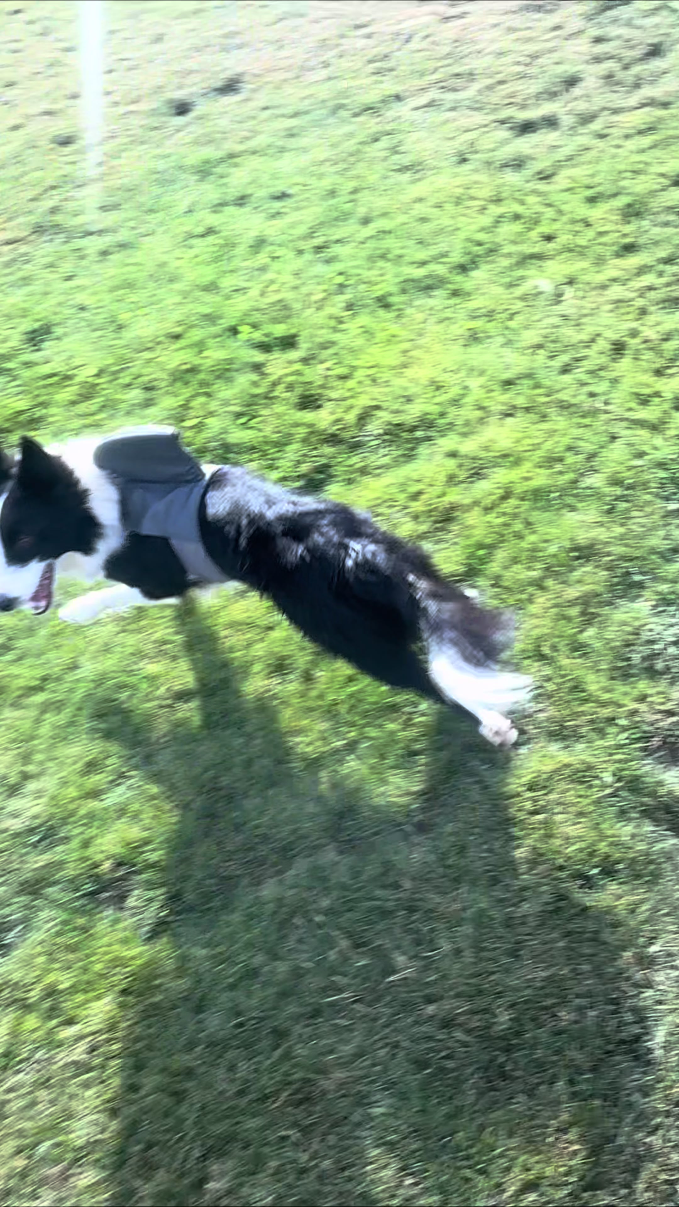 @Made_by_Dog
