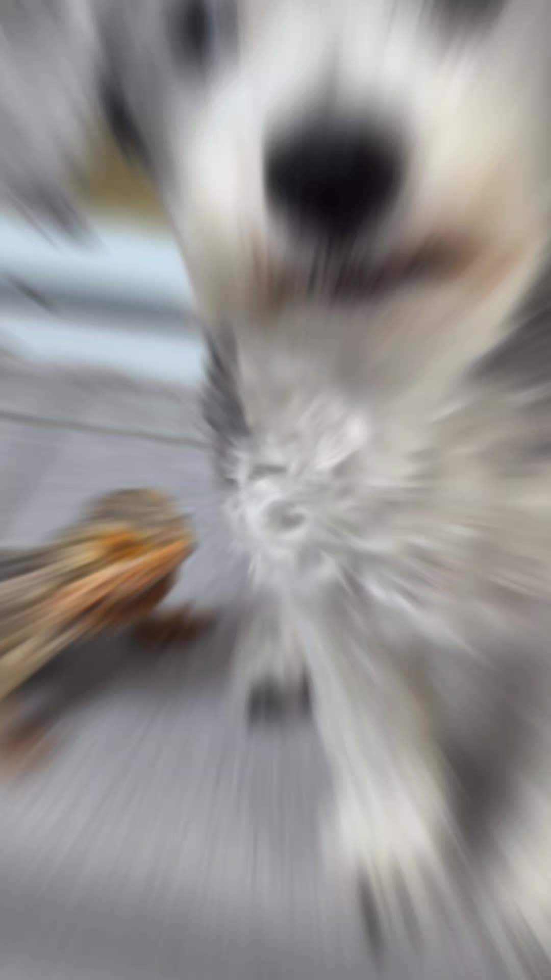@elocin