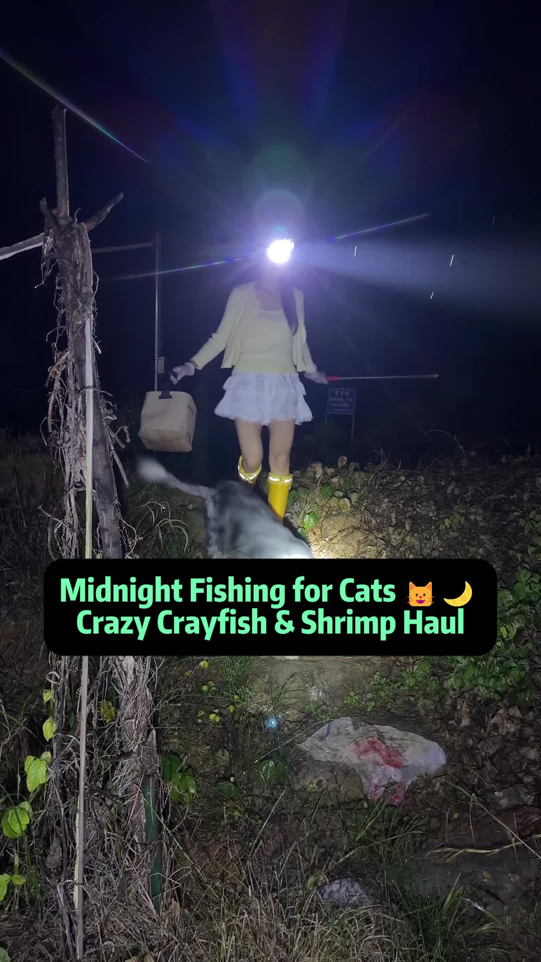 @Stray Cat Talkz