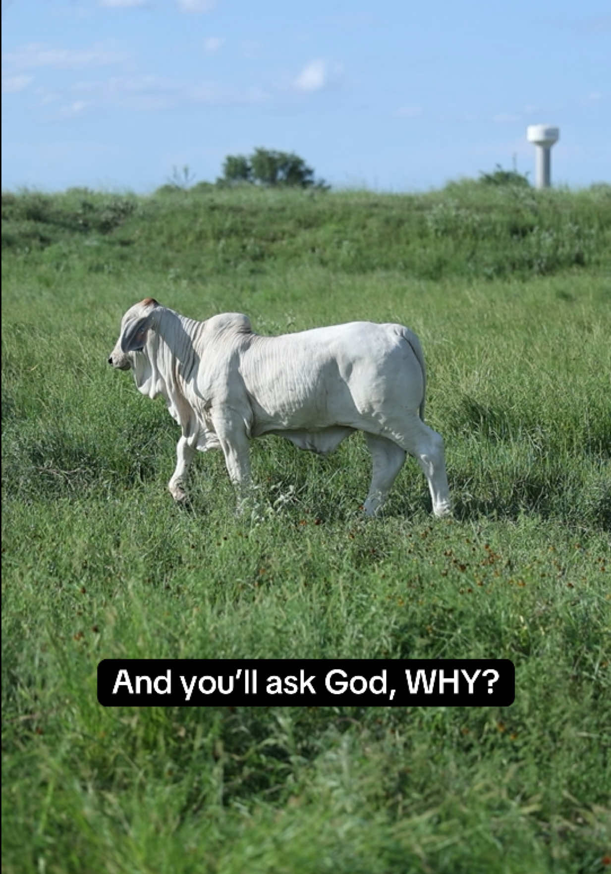 @England Cattle Co.