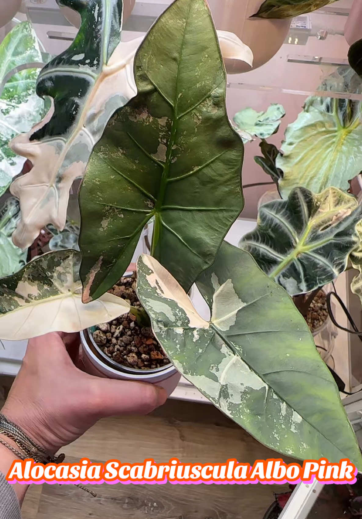 @Erin&ensp;Keys&ensp;-&ensp;TheBoujeeGreenhous