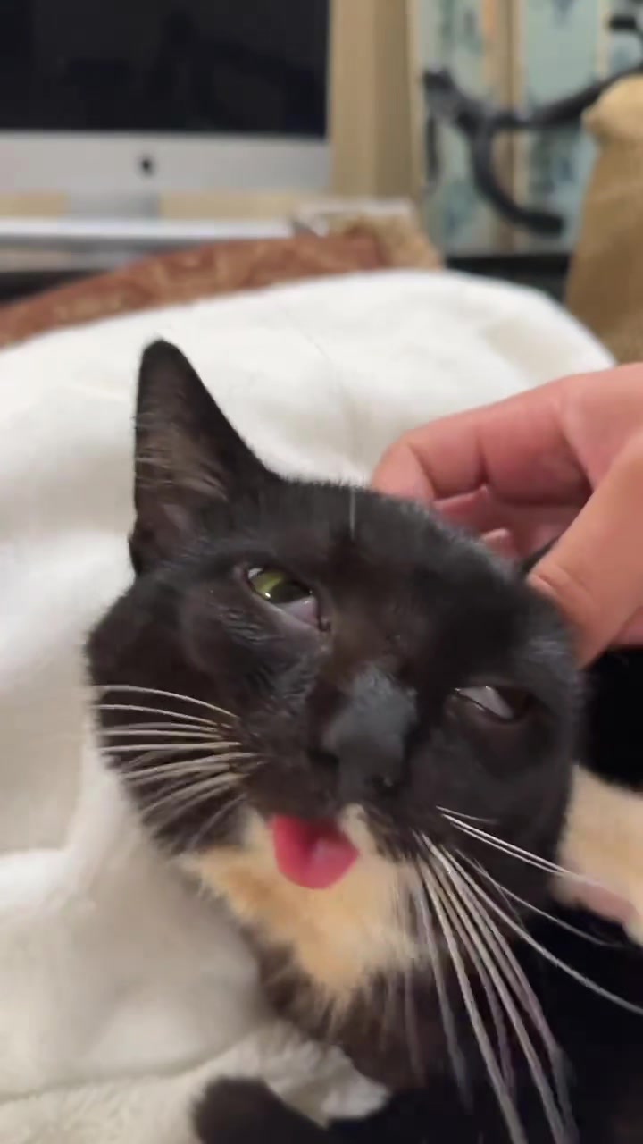 @Random Cat Stuff