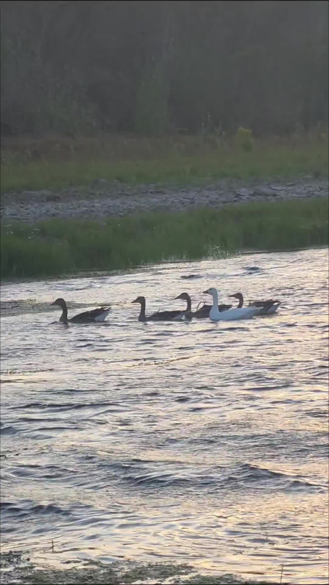@Minir Sadiku Firajës