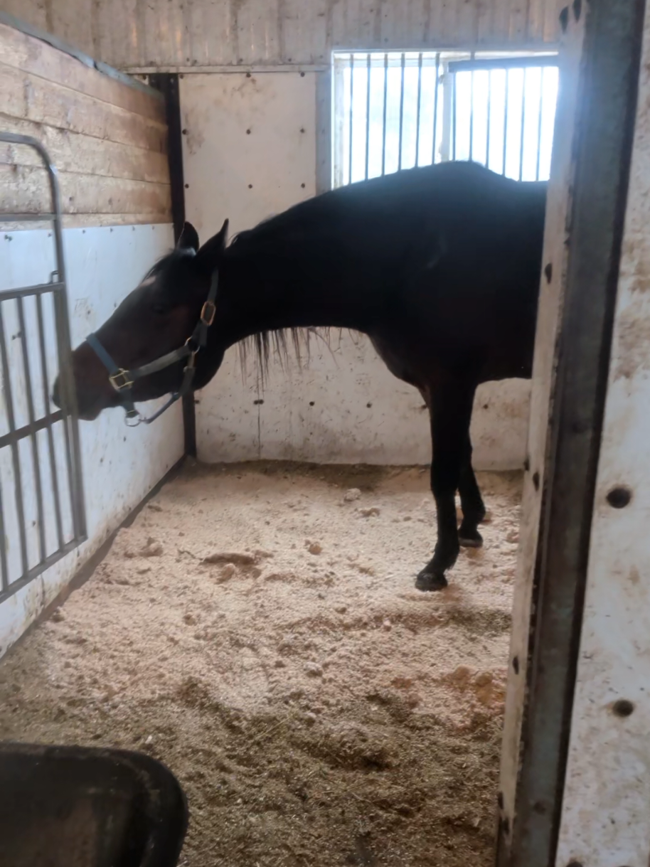 @EquestrianWeirdo