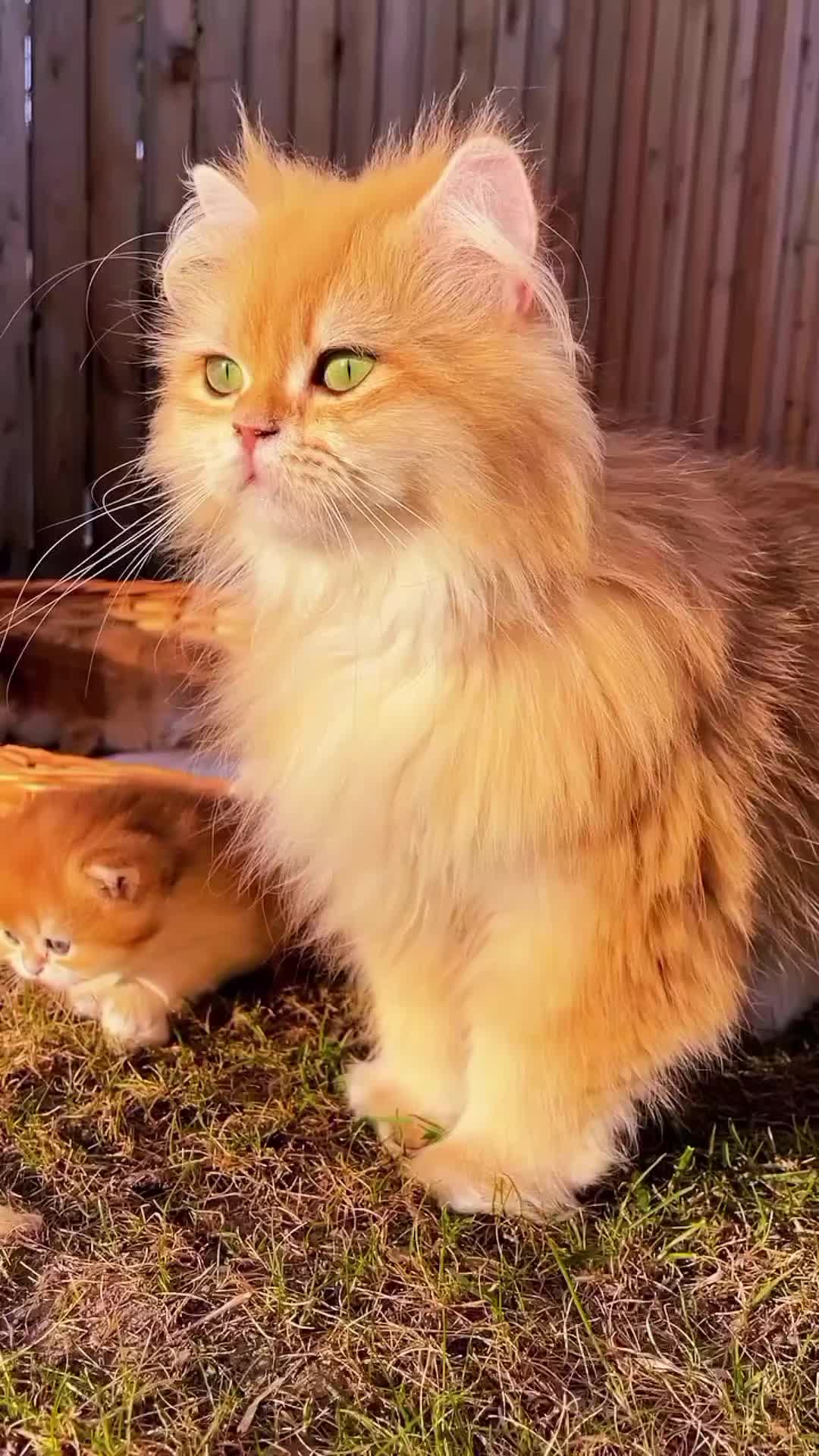 @CutekittenClub