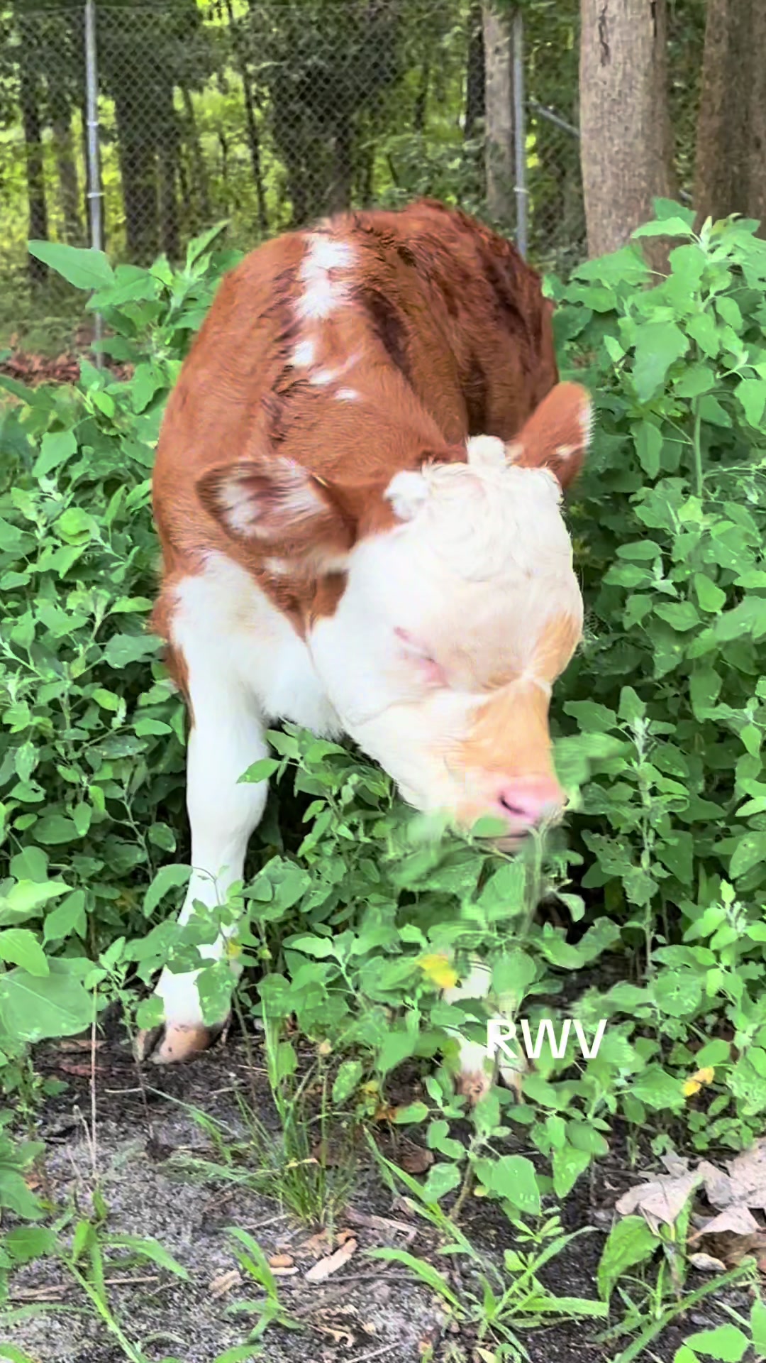 @RWV Land & Livestock