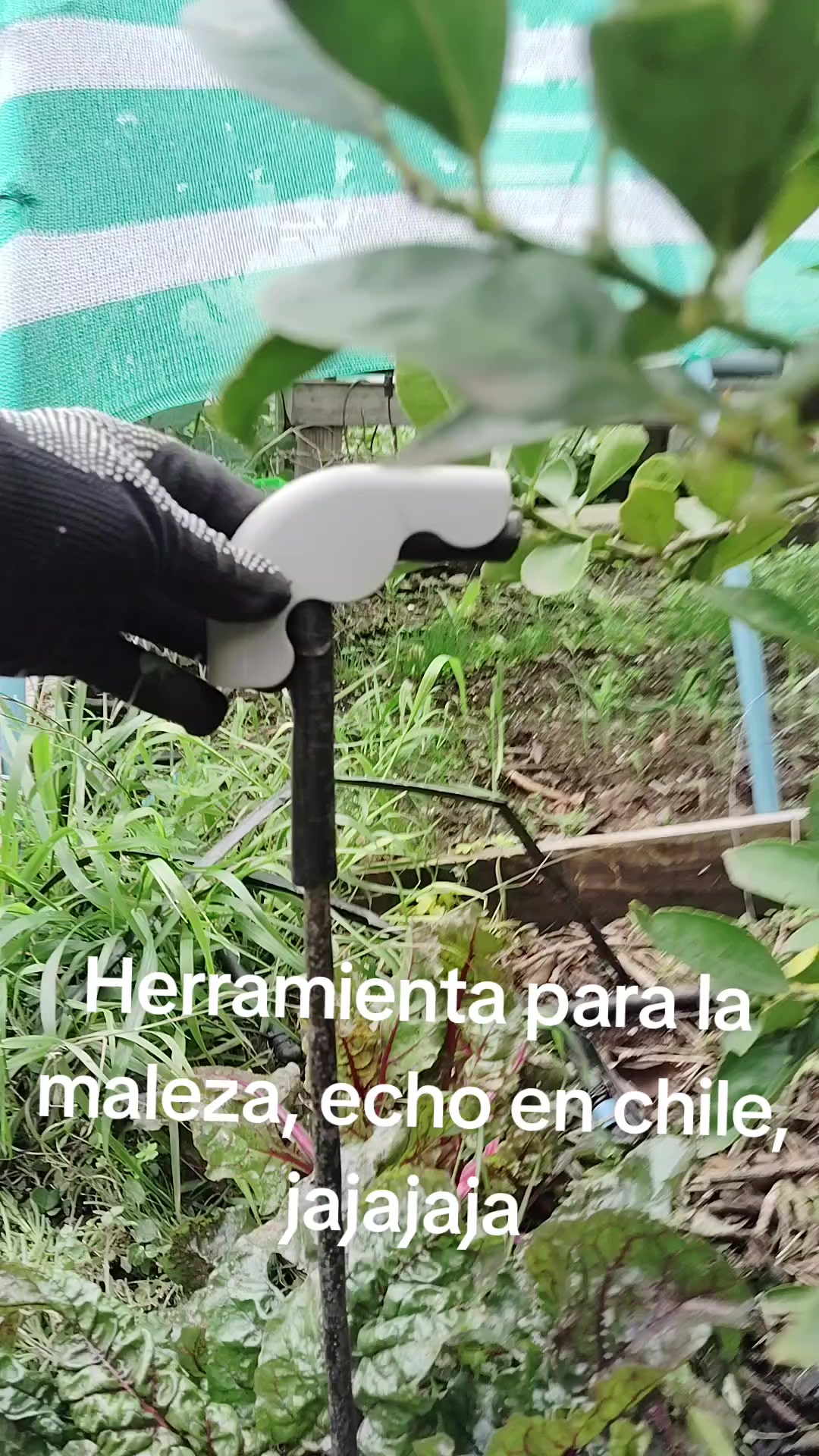 @patriciareyes2741