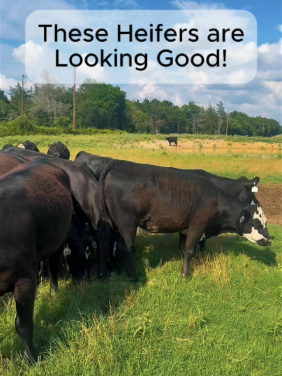 @Rutherford Land and Cattle
