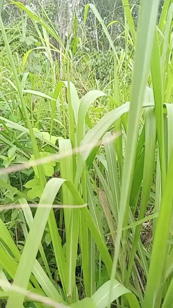 @Shahnizam 47
