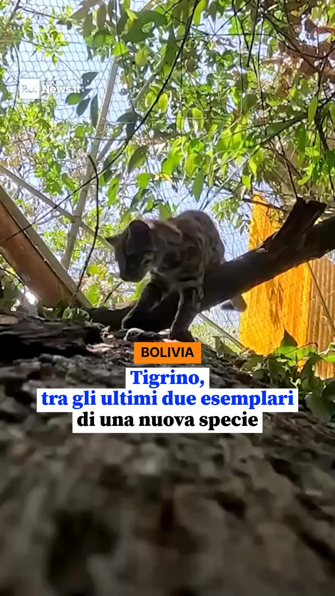 @RaiNews