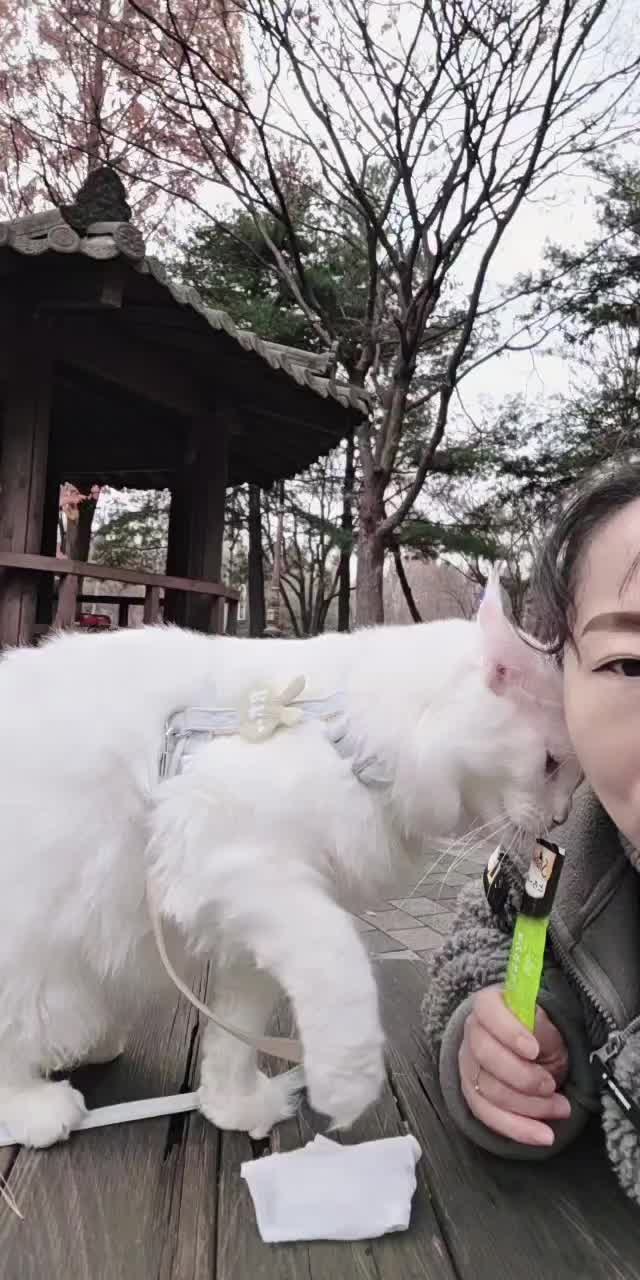 @8냥이 집사