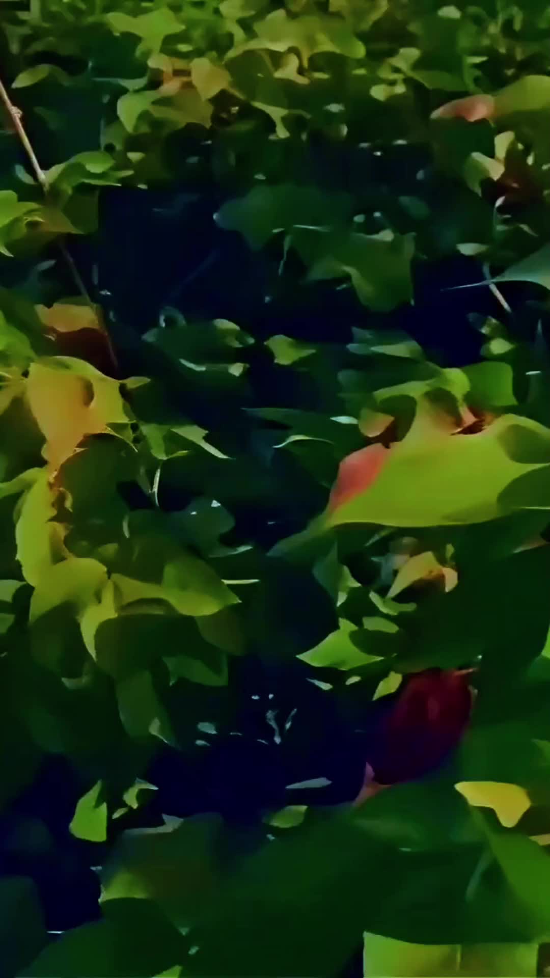 @𝕾.𝕸.𝕽𝖆𝖏𝖆..🎶