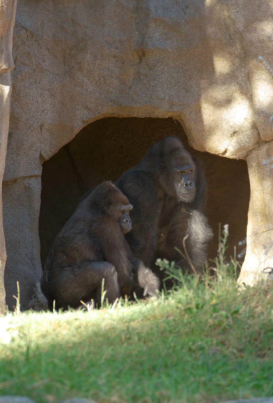@San Diego Zoo