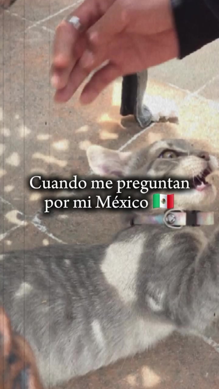 @Plantilla verde (memes)