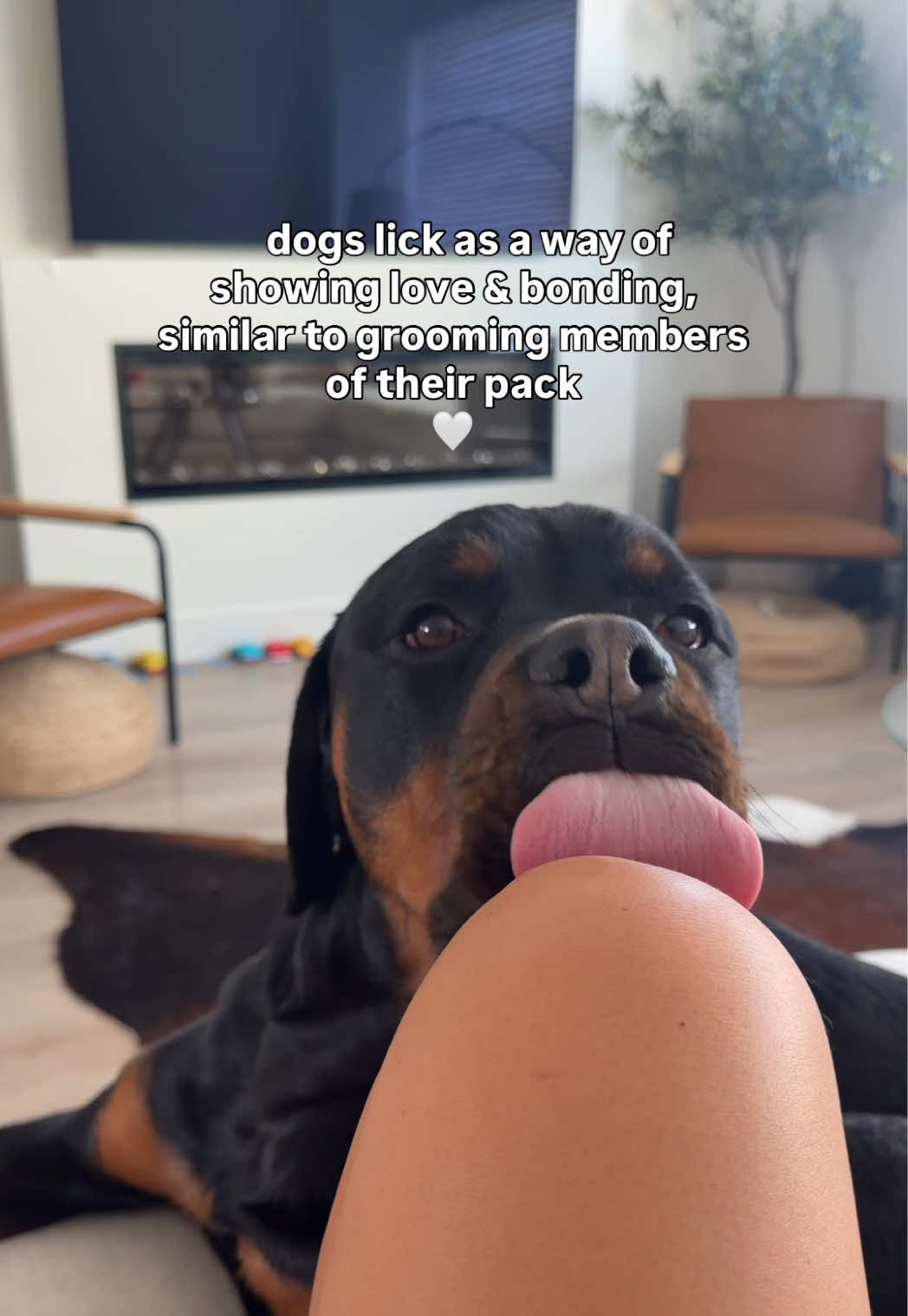 @Rex the Rottweiler