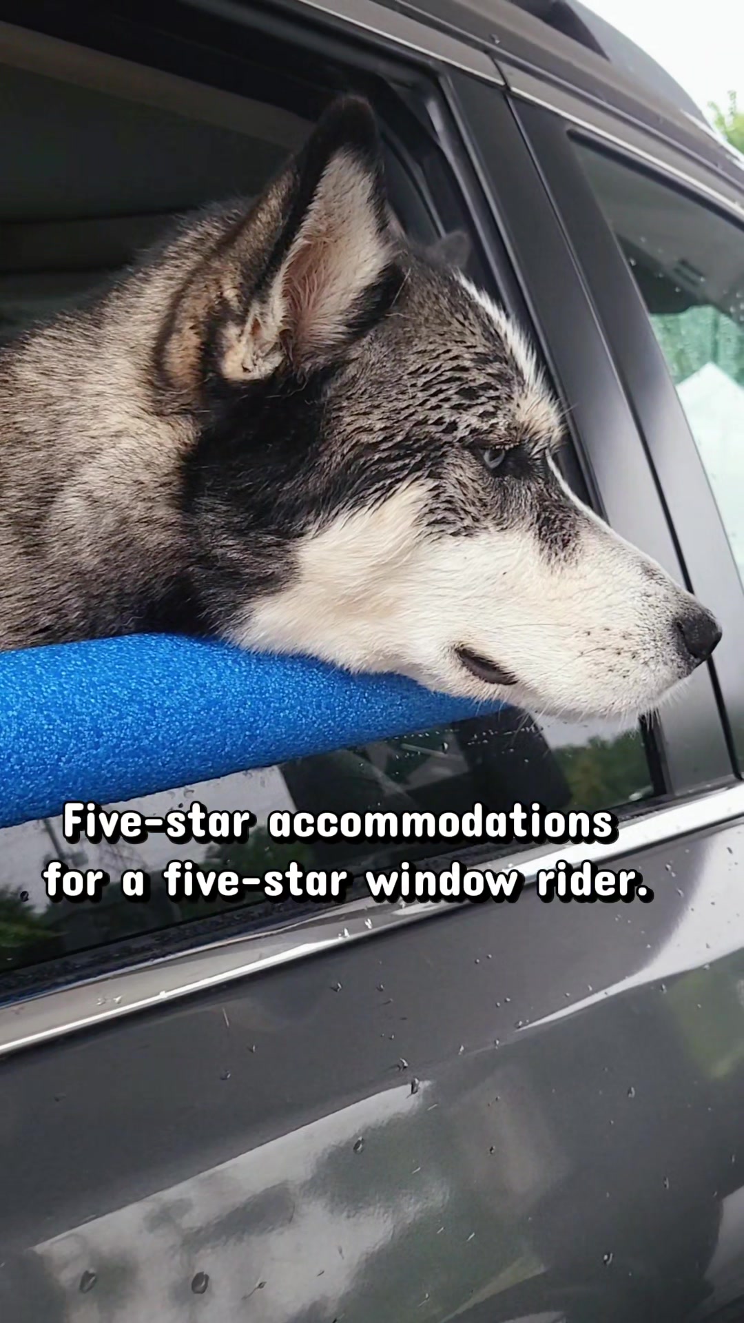 @the Hussey Husky