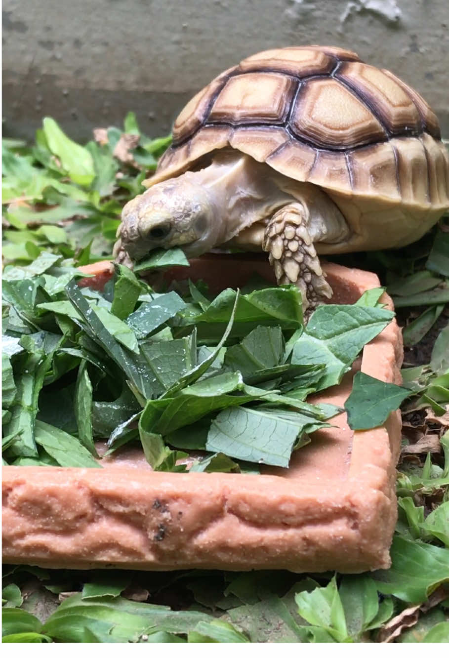 @MYtortojourney 🐢