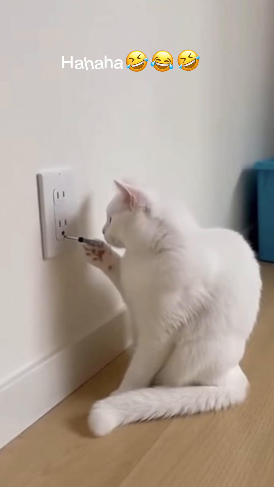 @Catcat