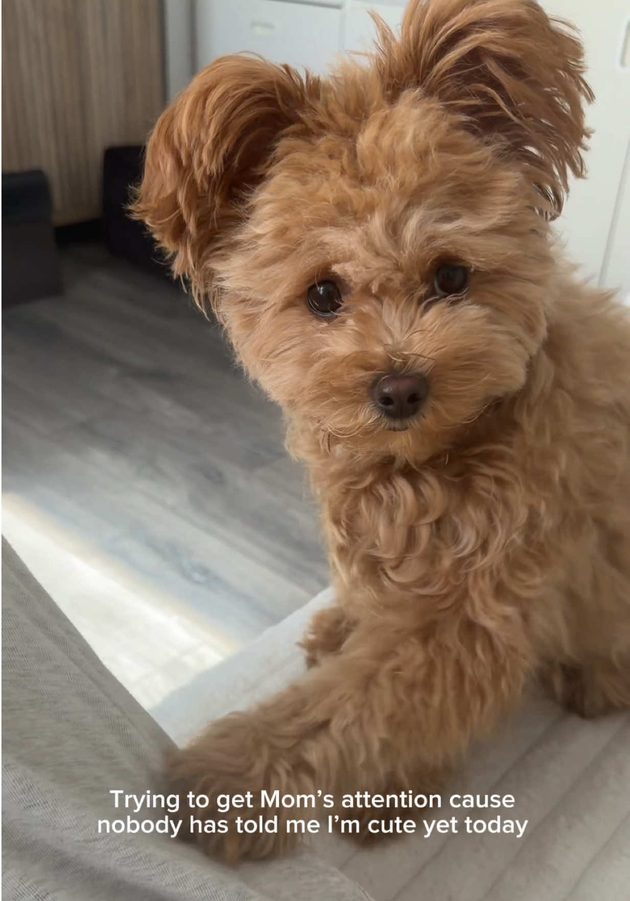 @Honey The Pomapoo 🧸