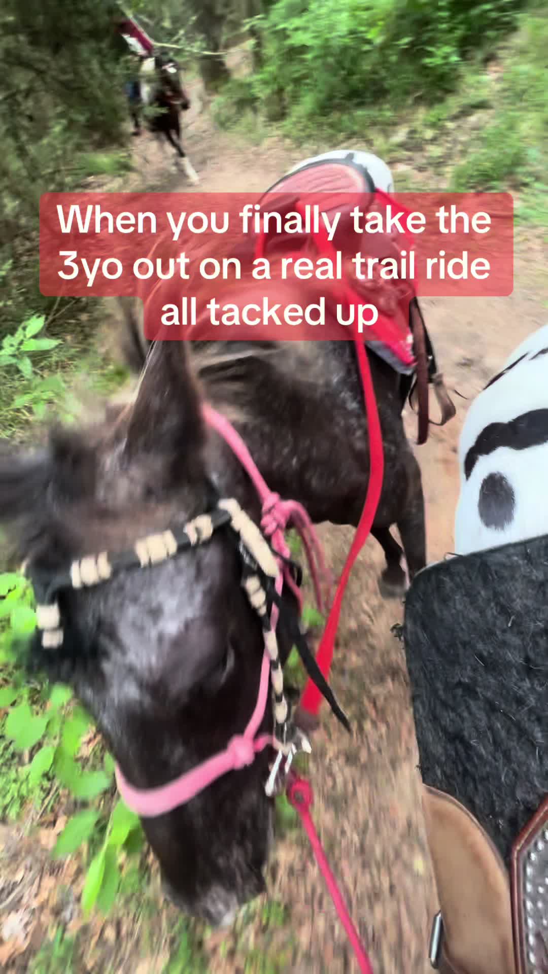 @Muslim Equestrians L.L.C.