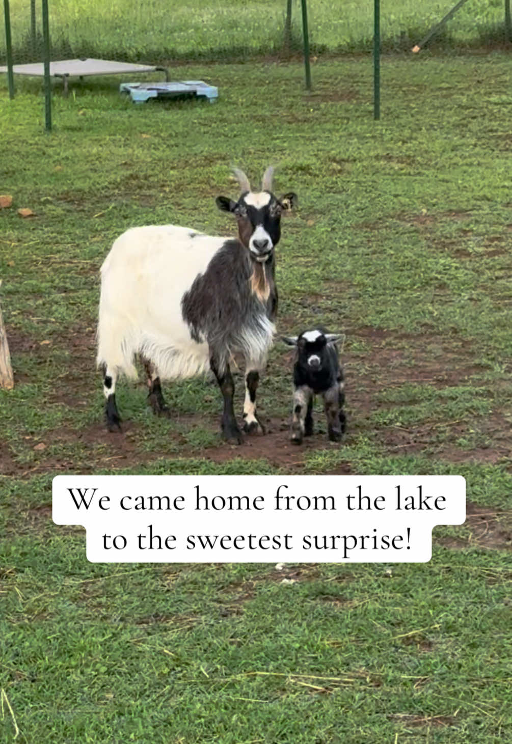 @Momma Tay🐐🐓👩🏼&zwj;🌾💕