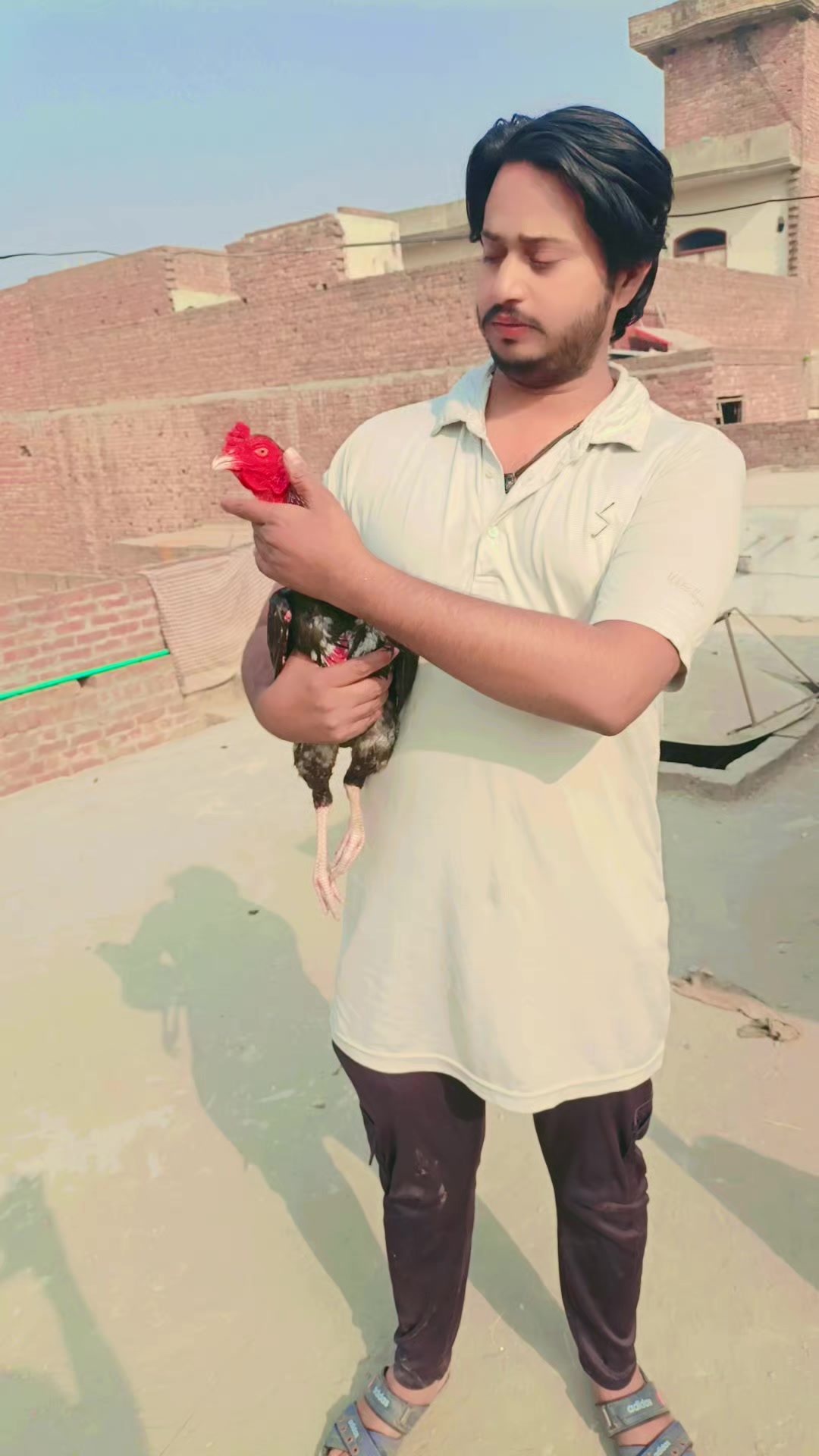 @Royal birds