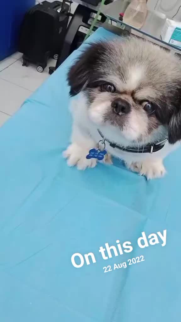 @VillagevVet LLC