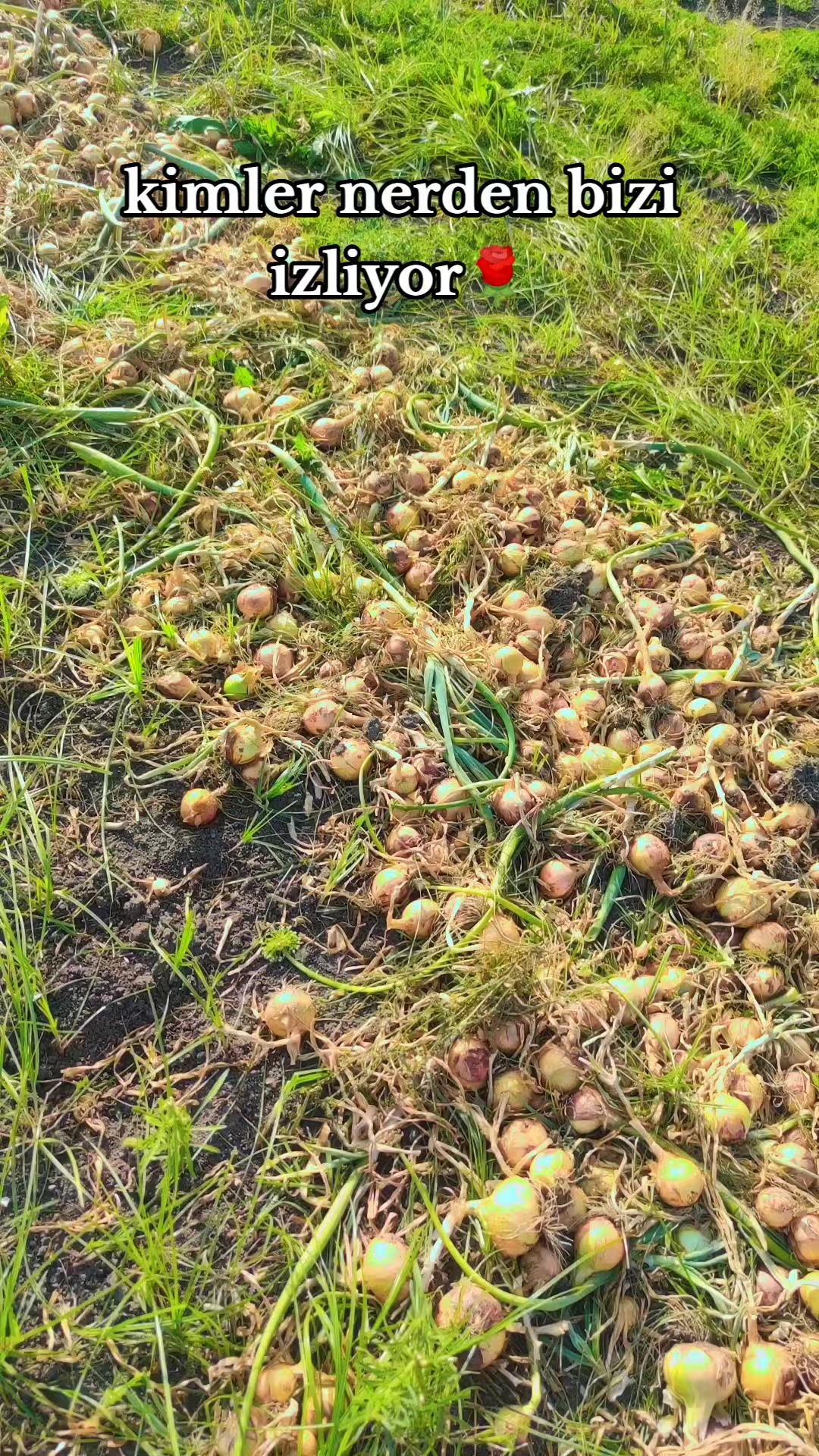 @Güla kerejdağe