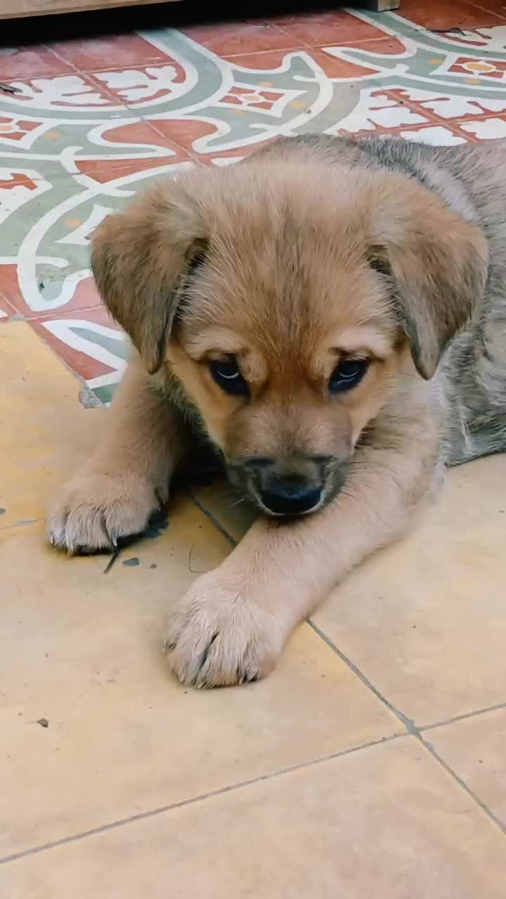 @Noemí Morales (Guau Xela)